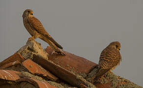 Lesser Kestrel