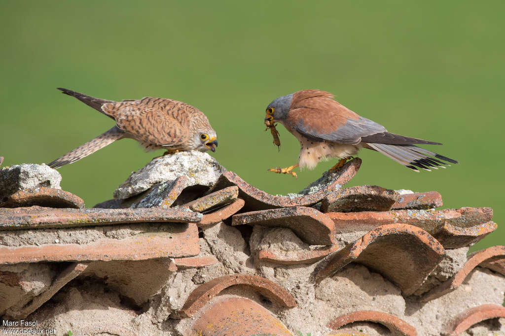 Lesser Kestreladult, feeding habits, courting display, Behaviour