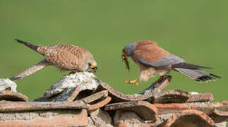 Lesser Kestrel