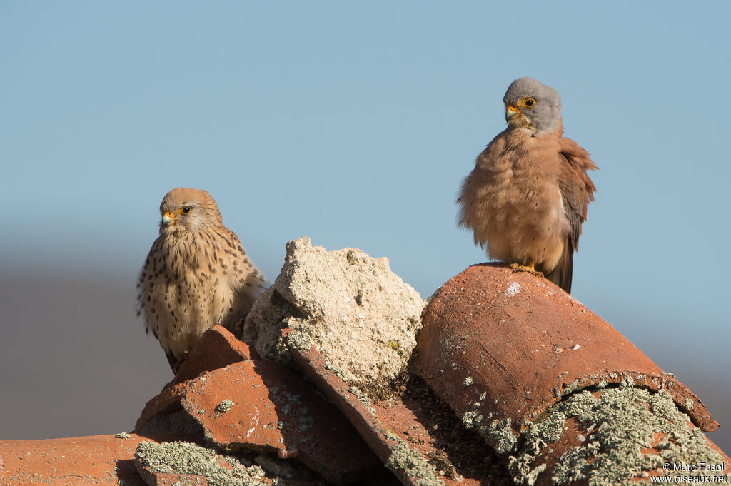 Lesser Kestreladult breeding