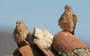 Lesser Kestrel