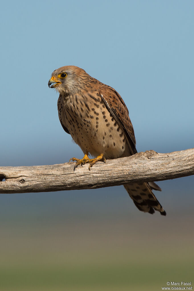 Lesser Kestrel female adult, identification