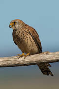 Lesser Kestrel