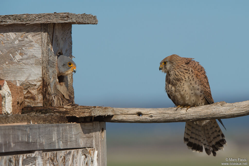 Lesser Kestreladult, Reproduction-nesting