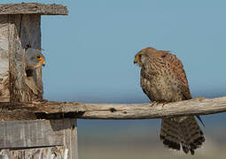 Lesser Kestrel