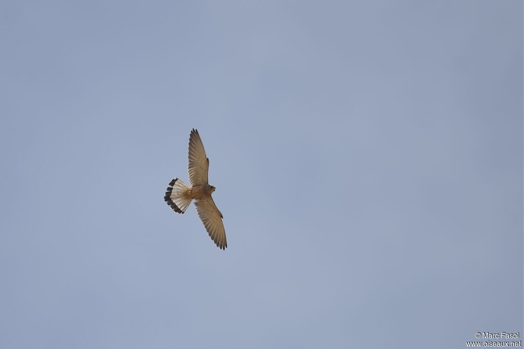 Lesser Kestrel male adult, Flight