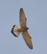 Lesser Kestrel