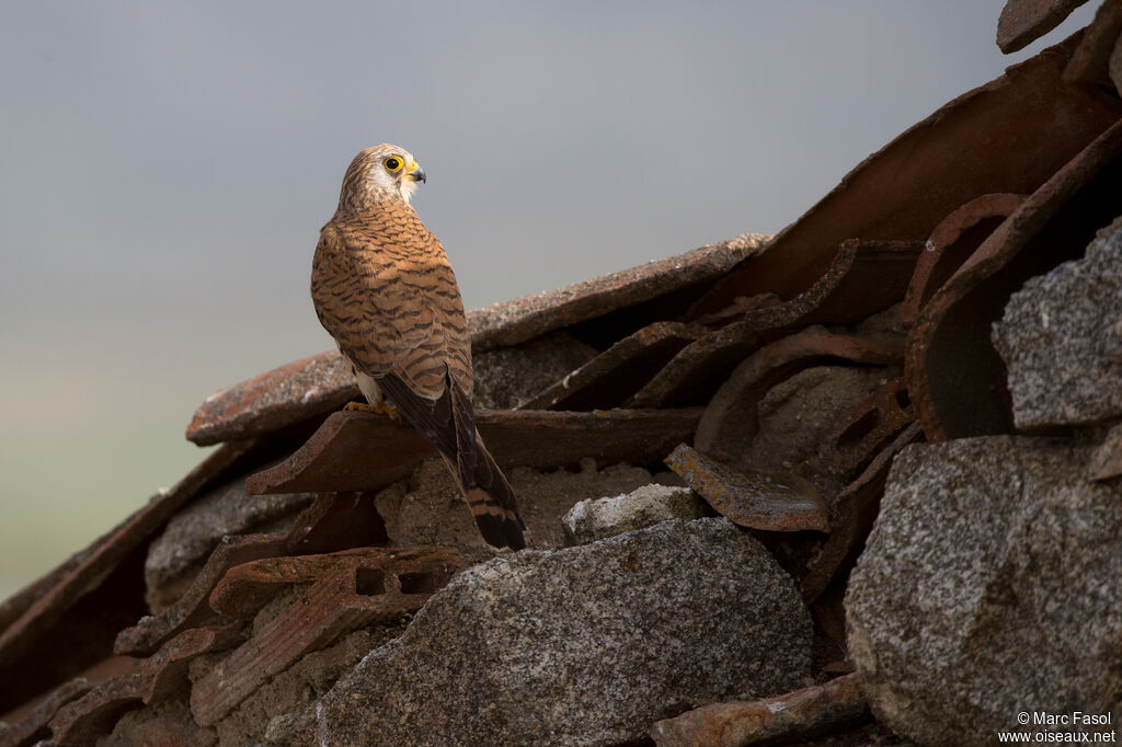 Lesser Kestrel female adult breeding, identification