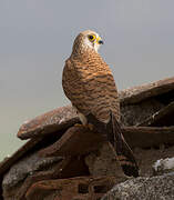 Lesser Kestrel