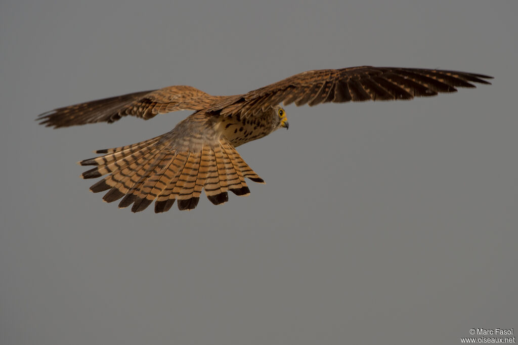 Lesser Kestrel female adult breeding, Flight