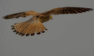 Lesser Kestrel