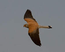 Lesser Kestrel