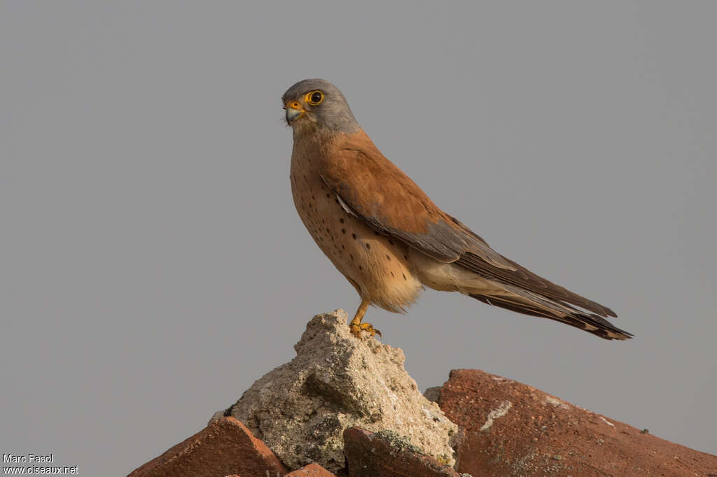 Lesser Kestrel male adult breeding, identification