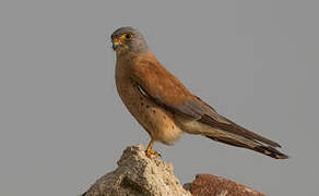 Lesser Kestrel