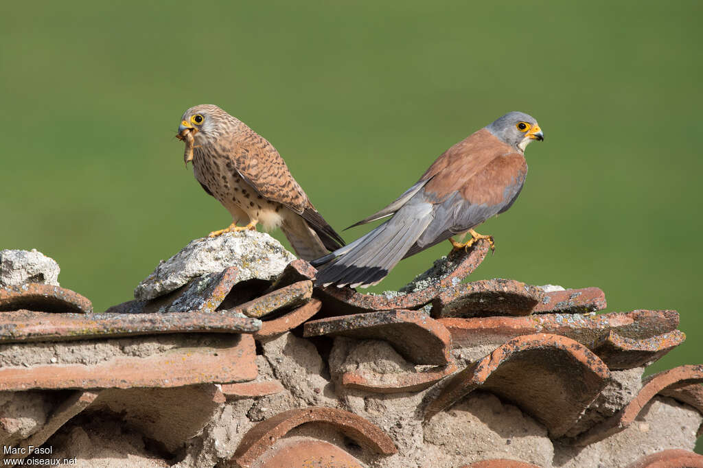 Lesser Kestreladult breeding, habitat, pigmentation, courting display, Reproduction-nesting