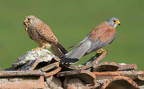 Lesser Kestrel