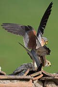 Lesser Kestrel