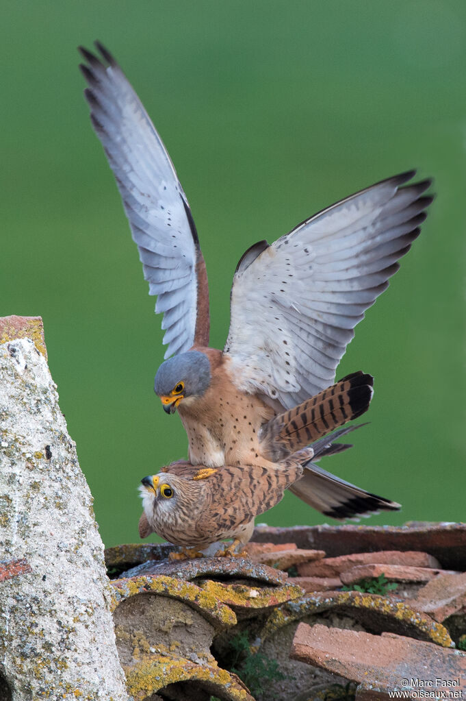 Lesser Kestreladult breeding, mating.