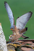 Lesser Kestrel