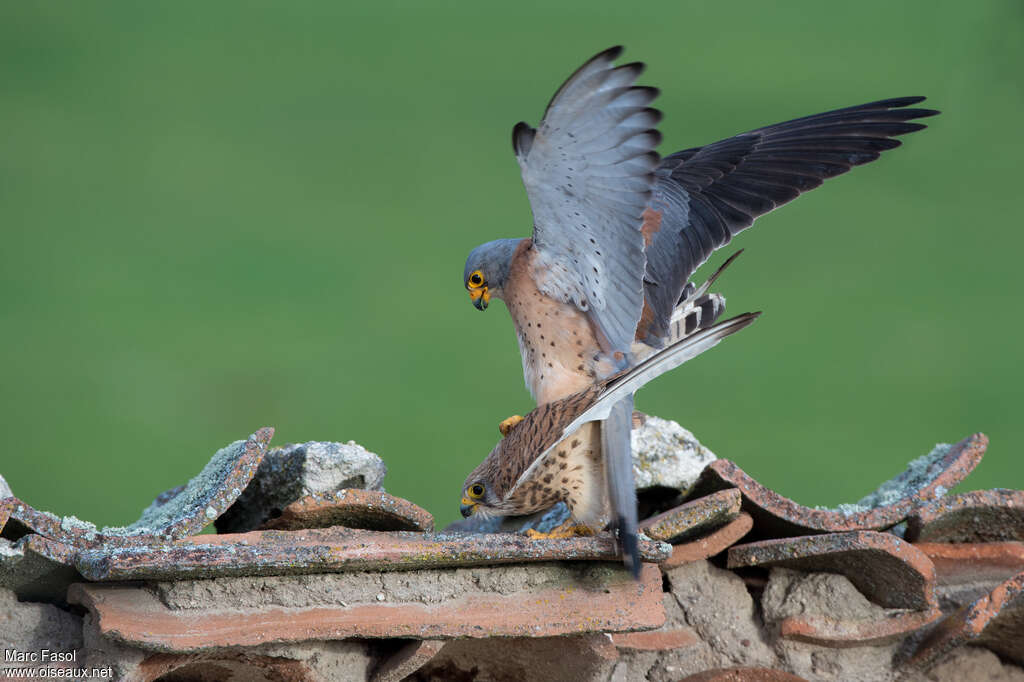 Lesser Kestreladult breeding, mating.