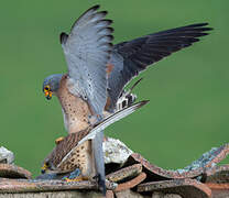 Lesser Kestrel