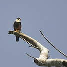 Faucon des chauves-souris