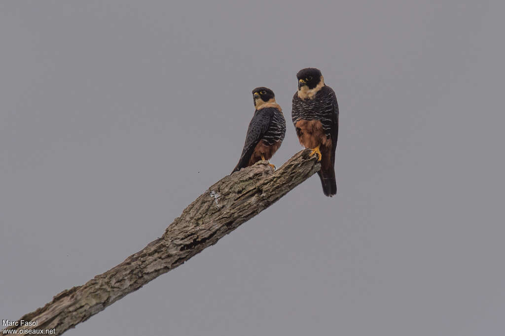 Bat Falconadult, Behaviour