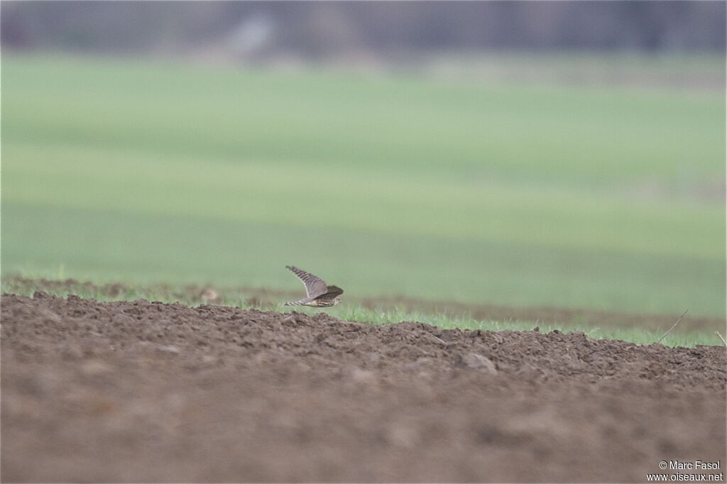 Merlin female, Flight