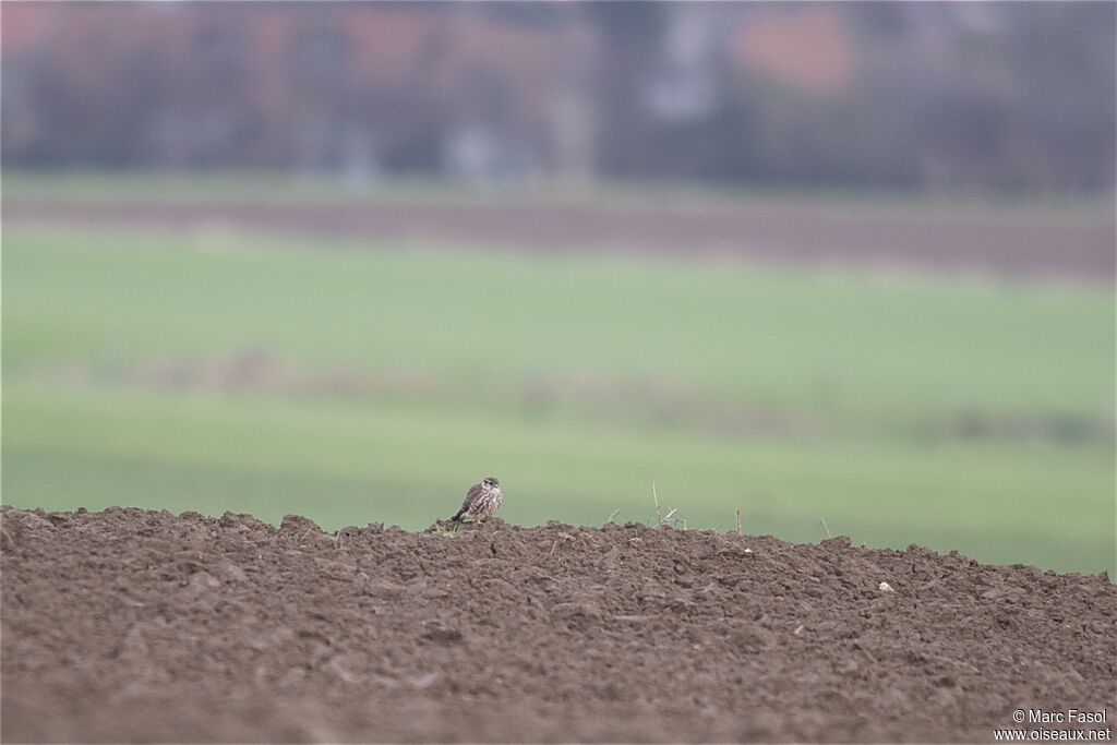 Faucon émerillon femelle, identification