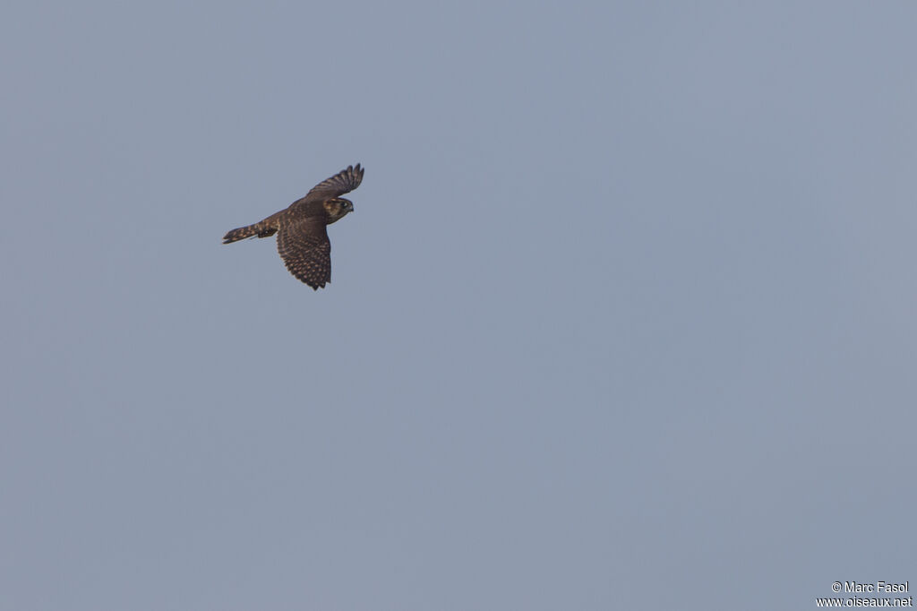 Merlin female adult, Flight