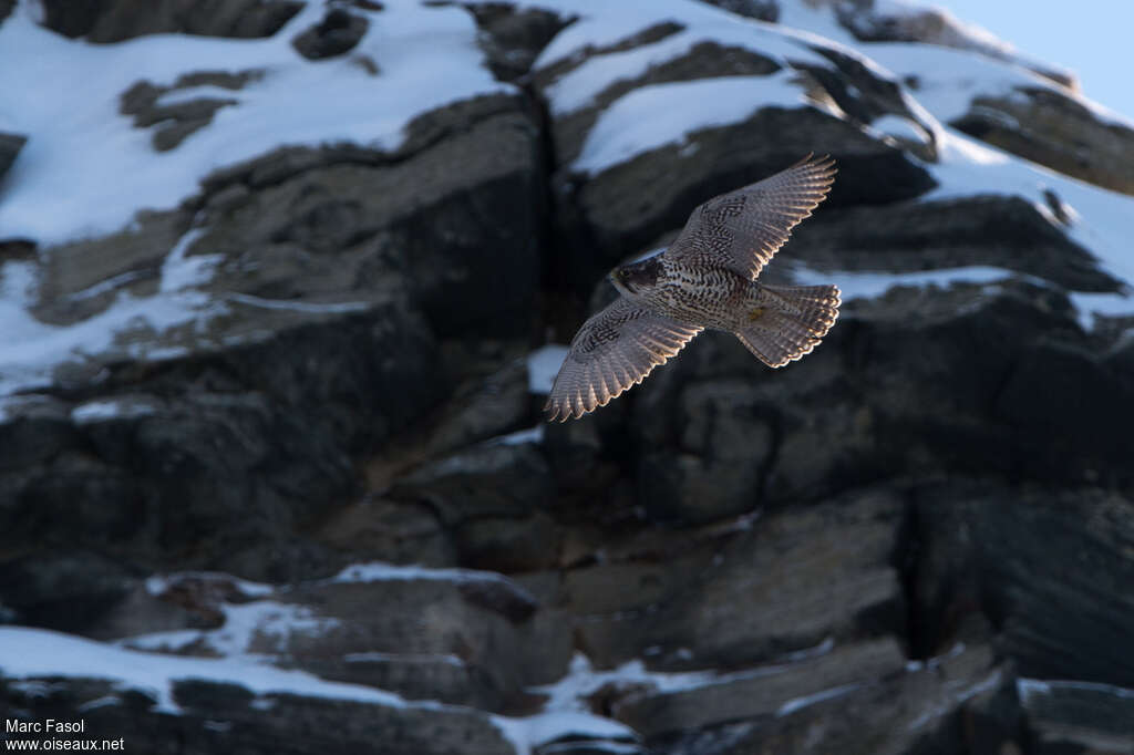 Gyrfalconadult, habitat, Flight