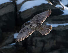 Gyrfalcon