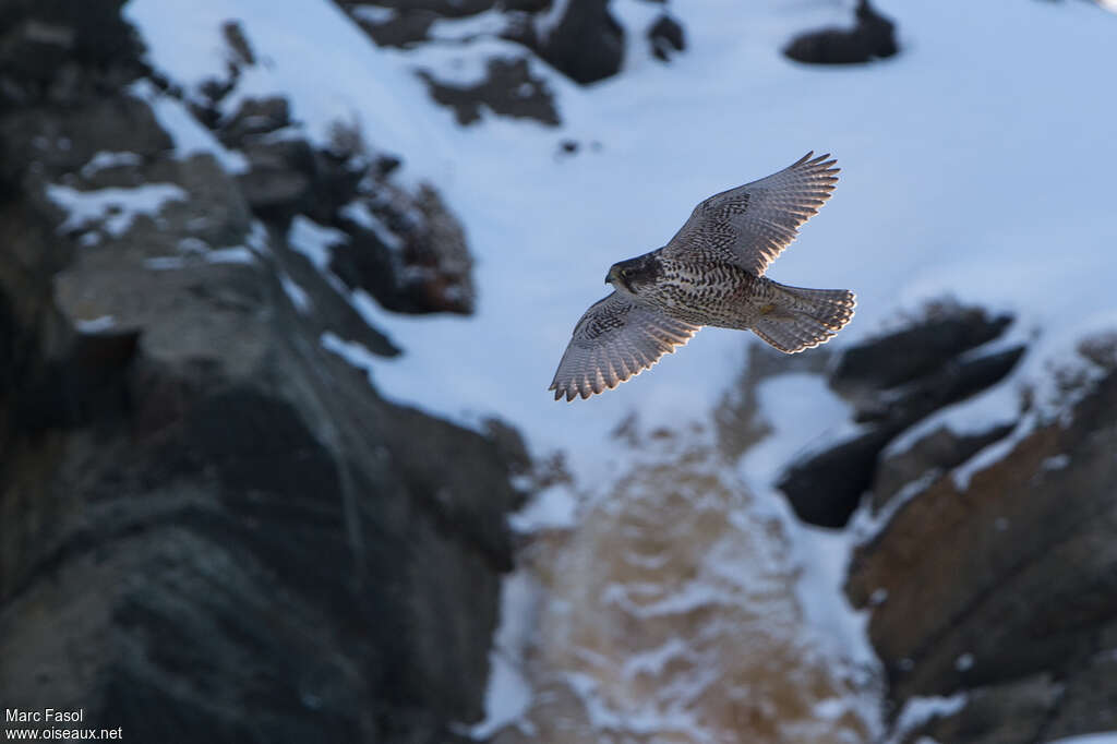 Gyrfalconadult, habitat, Flight