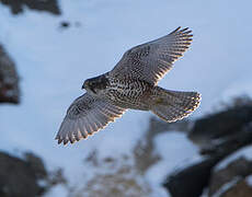 Gyrfalcon