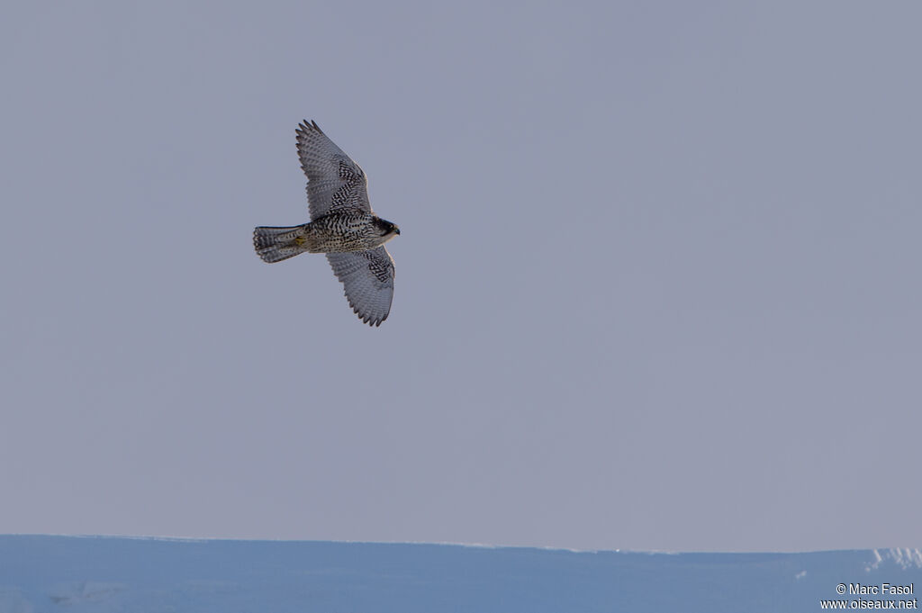 Gyrfalconadult, Flight