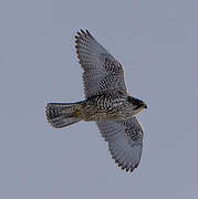 Gyrfalcon