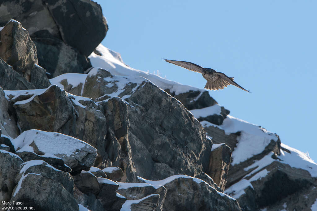 Gyrfalconadult, habitat, Flight, fishing/hunting