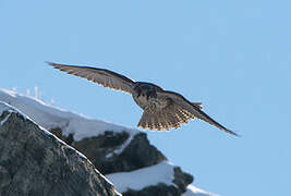 Gyrfalcon