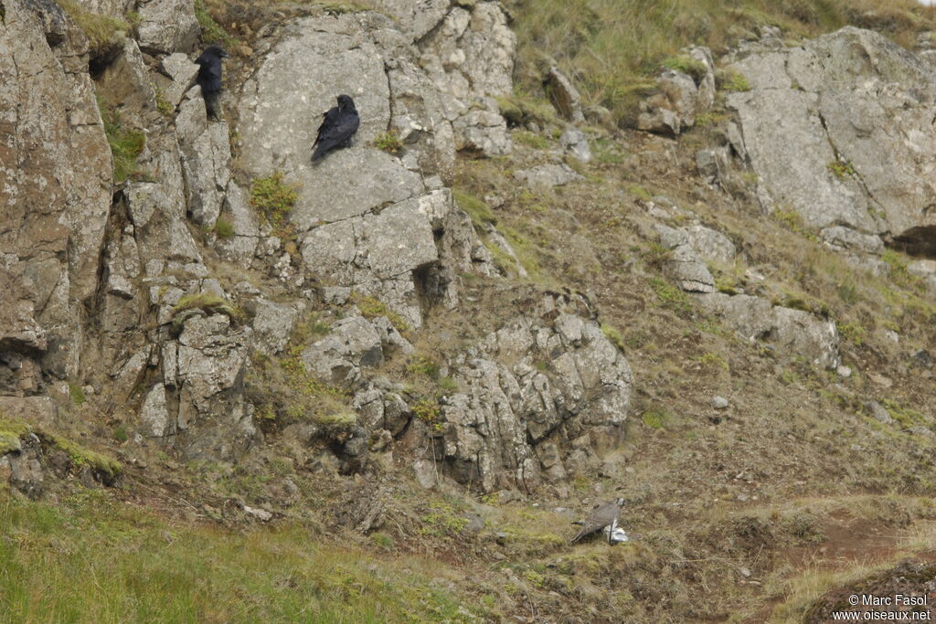 Gyrfalconimmature, identification, feeding habits, Behaviour