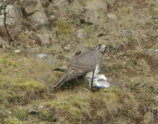 Gyrfalcon