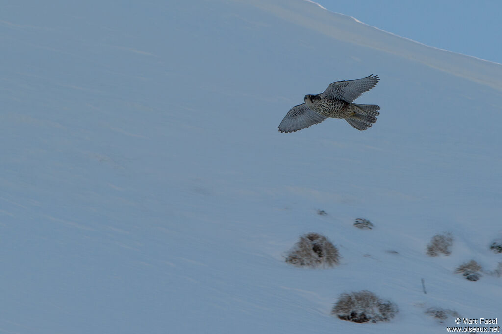 Gyrfalconadult breeding, Flight