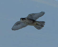 Gyrfalcon