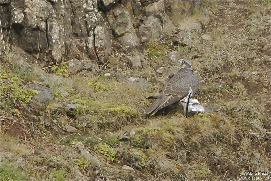 Gyrfalconimmature, identification, feeding habits, Behaviour