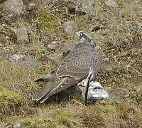 Gyrfalcon