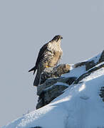 Gyrfalcon