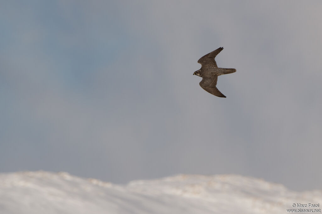 Faucon gerfautadulte, Vol, pêche/chasse