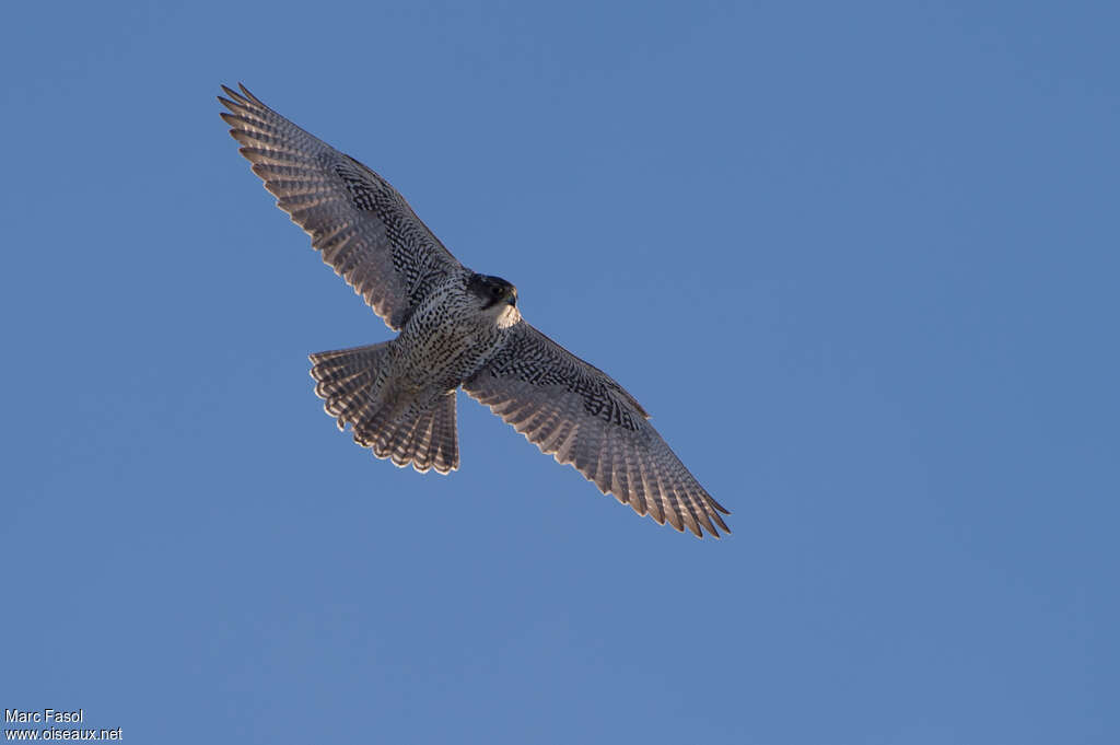 Gyrfalconadult, identification