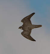 Gyrfalcon