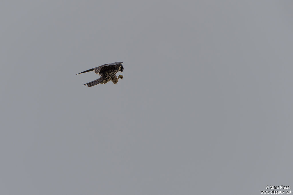 Eurasian Hobbyjuvenile, identification, Flight, feeding habits