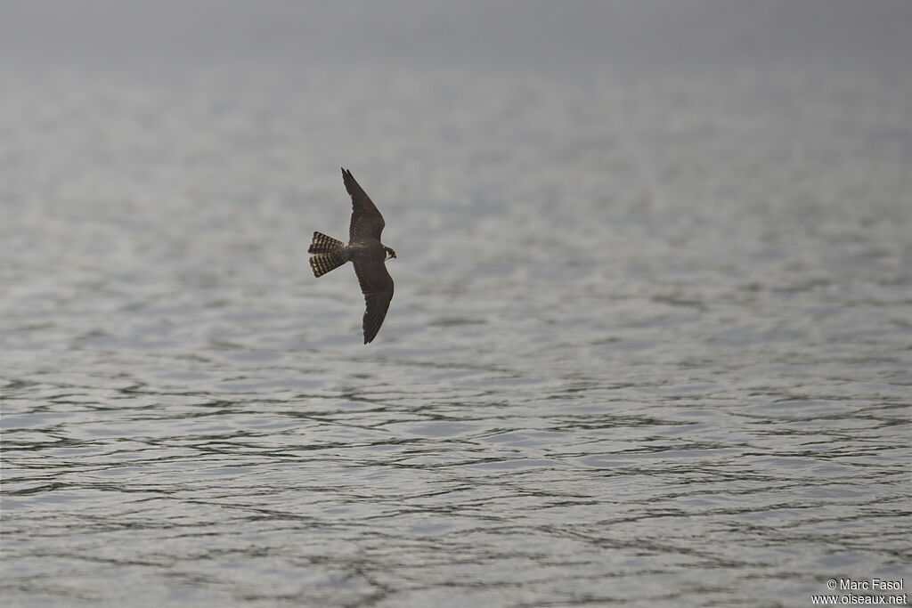 Faucon hobereauadulte, Vol, pêche/chasse